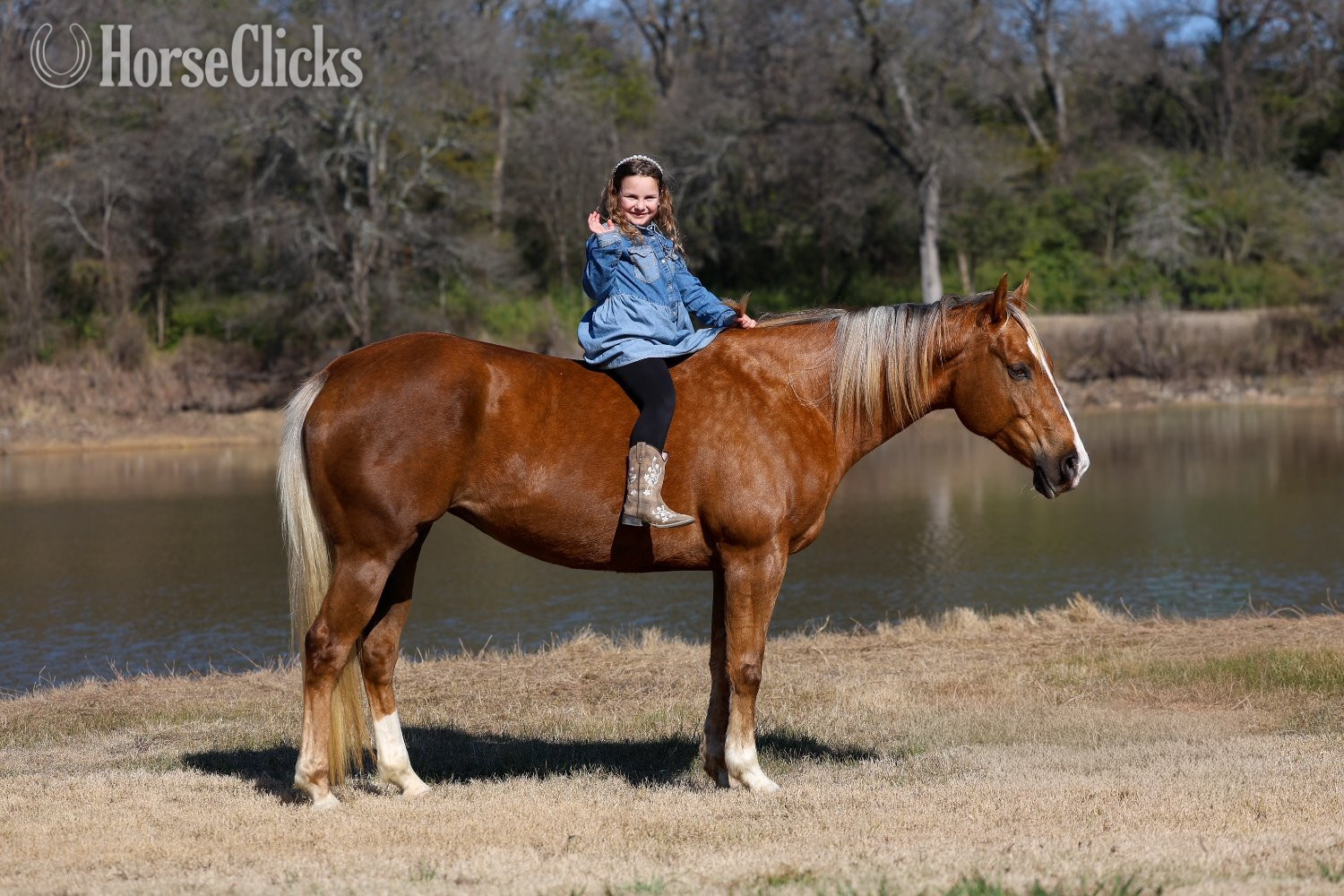 "DOLLY PARTNER" Palomino Mare Quarter Horse