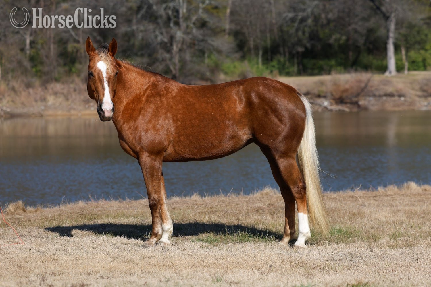 Texas "DOLLY PARTNER" Palomino Mare Quarter Horse