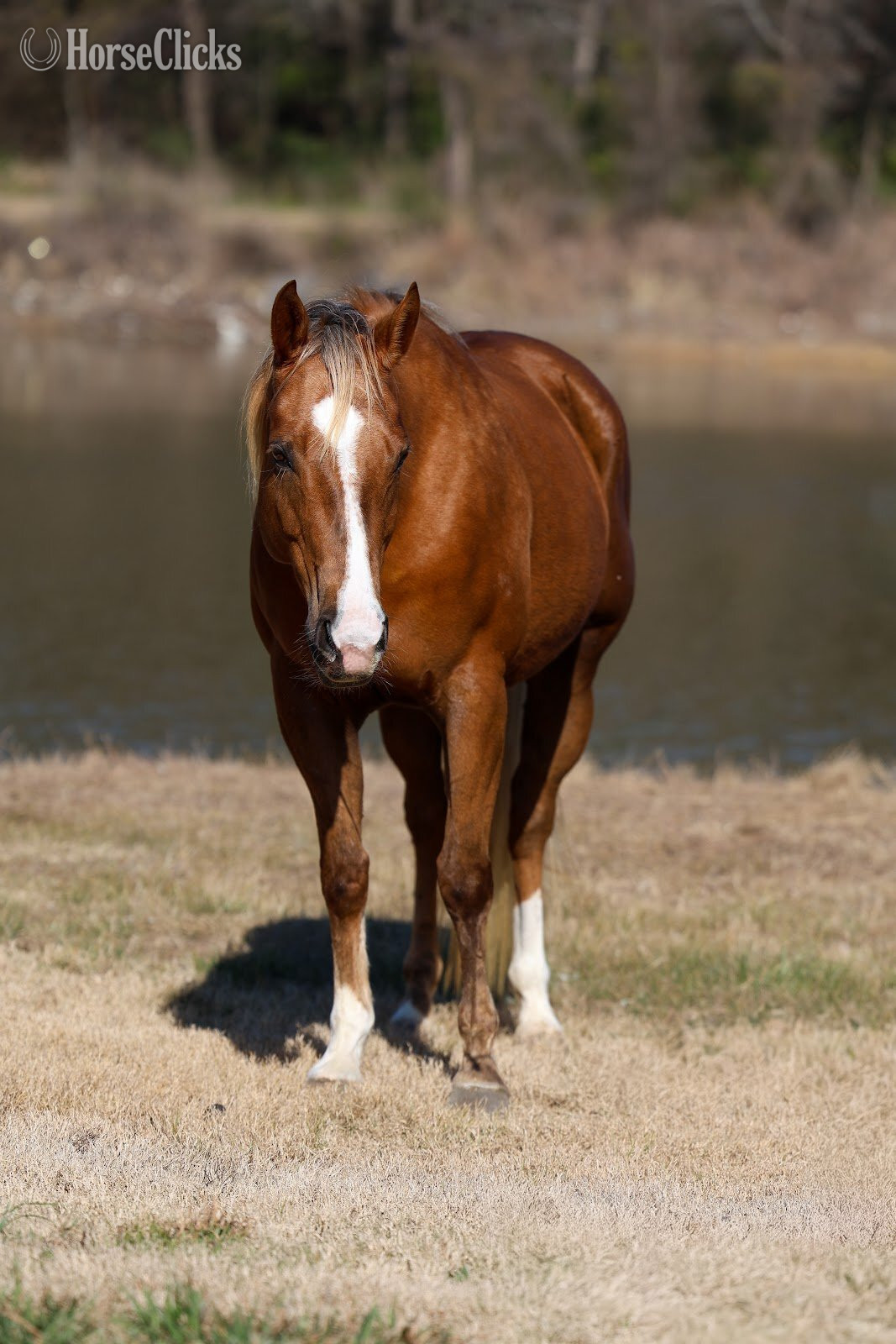 "DOLLY PARTNER" Palomino Mare Quarter Horse - Quarter Horse in Texas