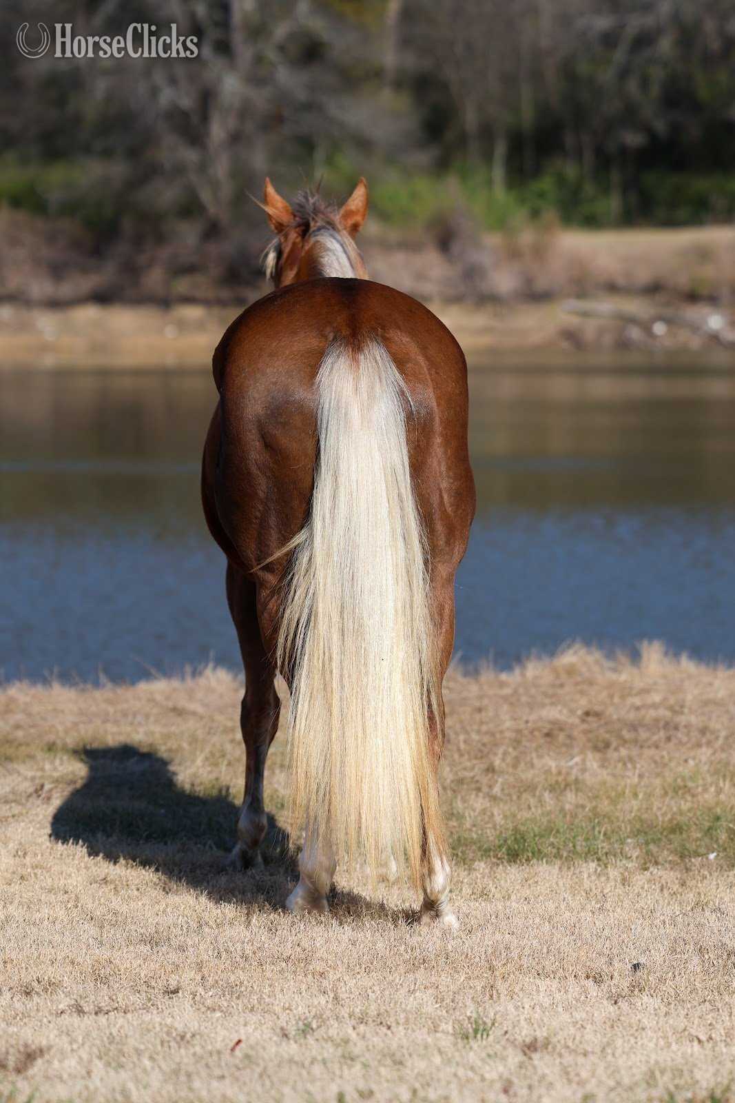 "DOLLY PARTNER" Palomino Mare Quarter Horse - Quarter Horse