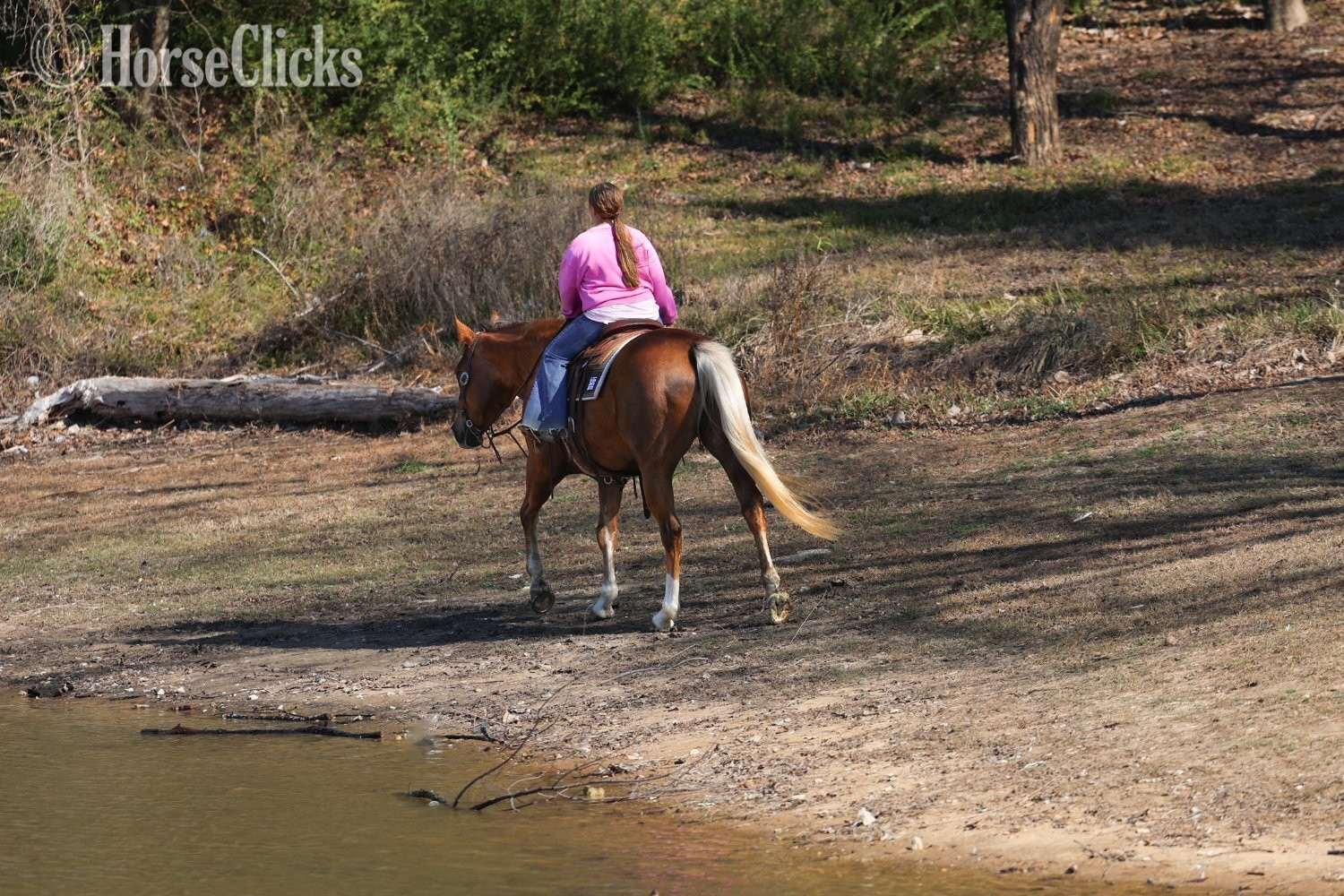 Quarter Horse - "DOLLY PARTNER" Palomino Mare Quarter Horse in Texas