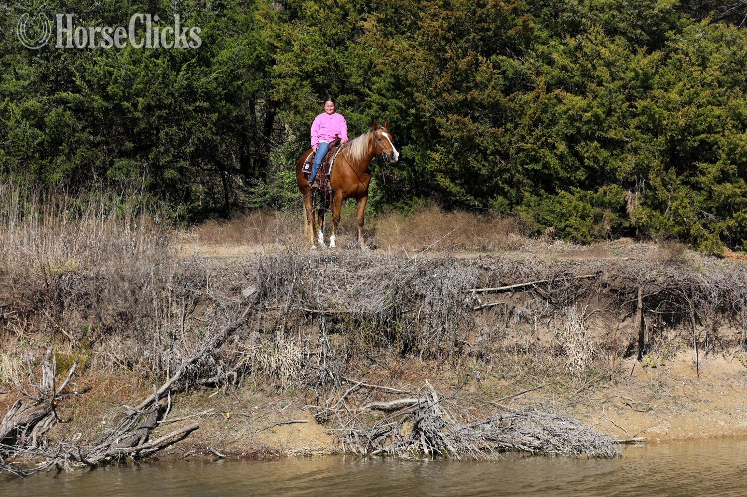 Quarter Horse - "DOLLY PARTNER" Palomino Mare Quarter Horse