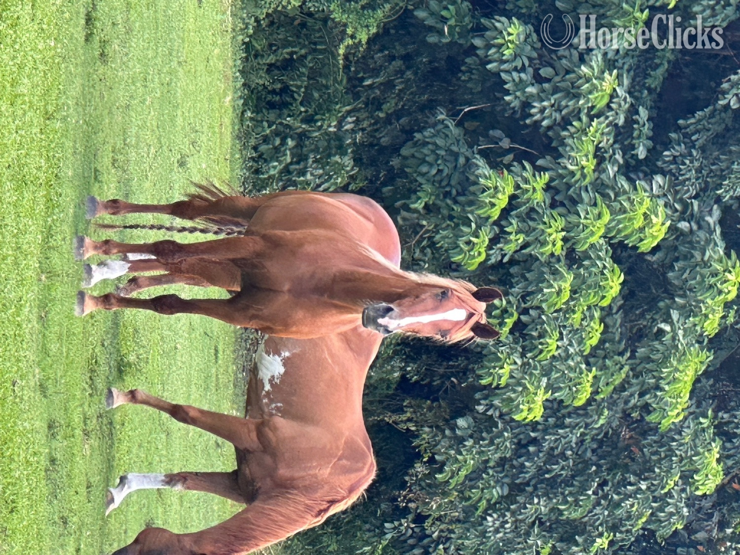 "Shyla Rose" Chestnut Mare Kentucky Mountain
