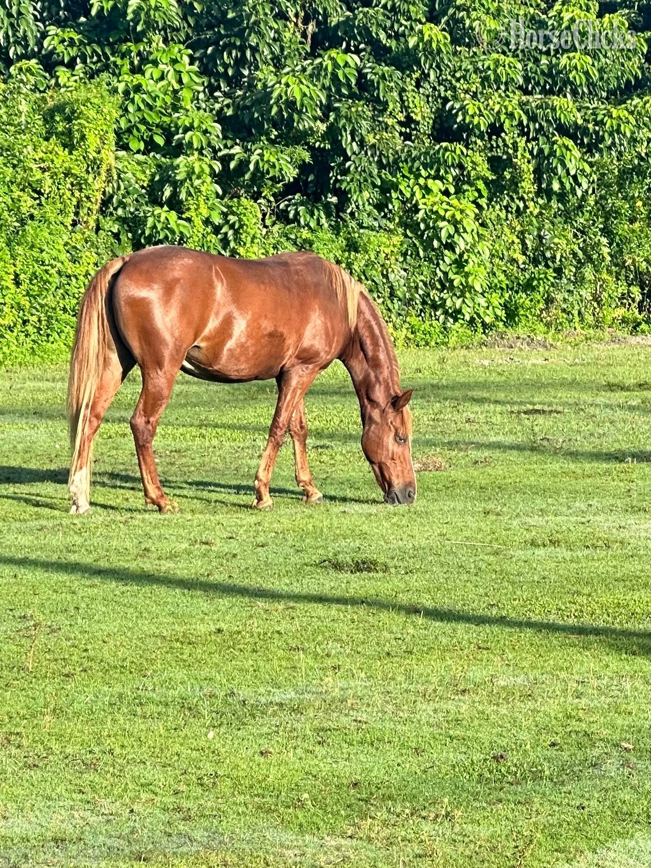 "Shyla Rose" Chestnut Mare Kentucky Mountain - Kentucky Mountain in Florida