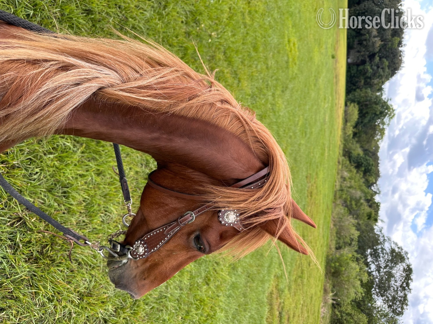 "Shyla Rose" Chestnut Mare Kentucky Mountain Florida