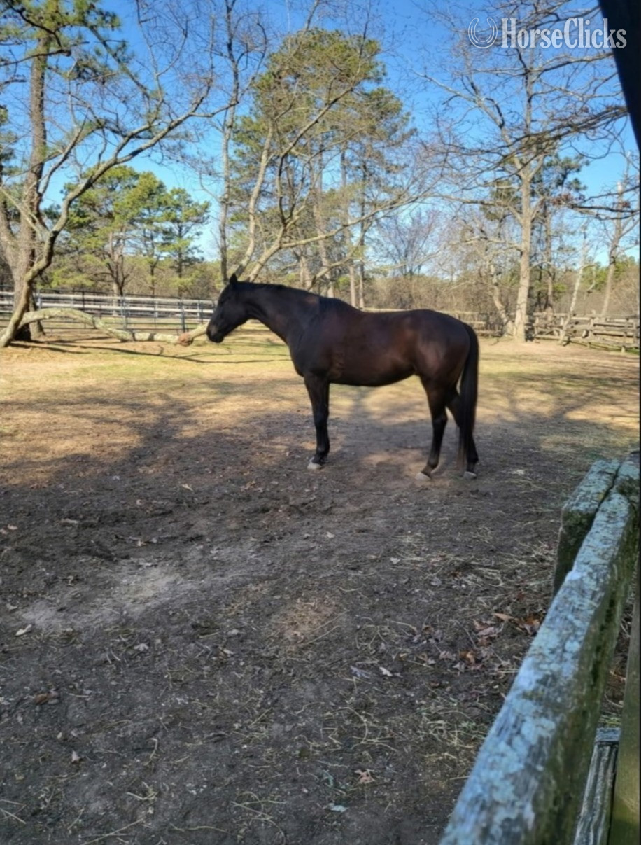 "Sir Daniel " Black Gelding Thoroughbred in New York