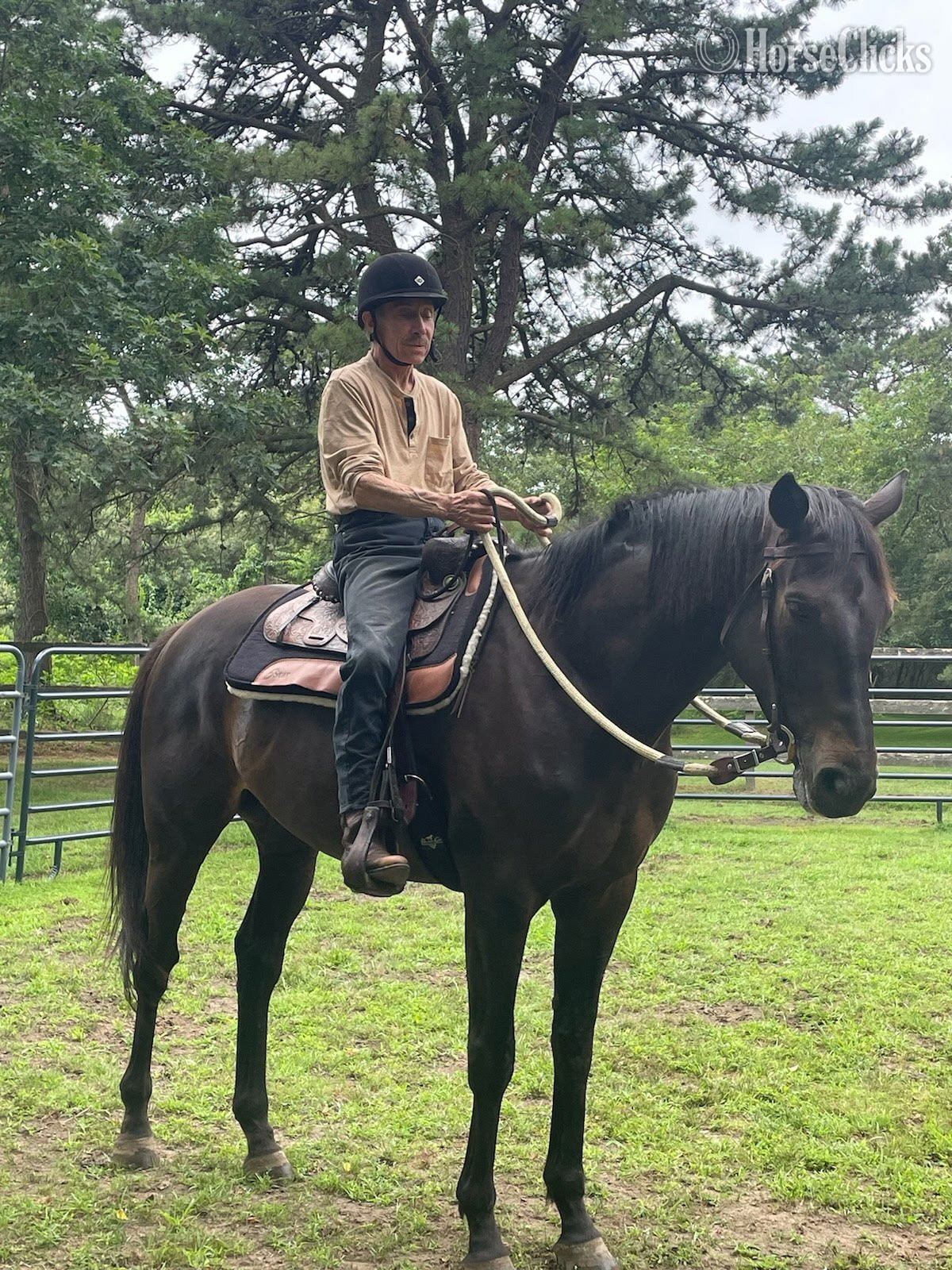"Sir Daniel " Black Gelding Thoroughbred