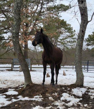 New York "Sir Daniel " Black Gelding Thoroughbred