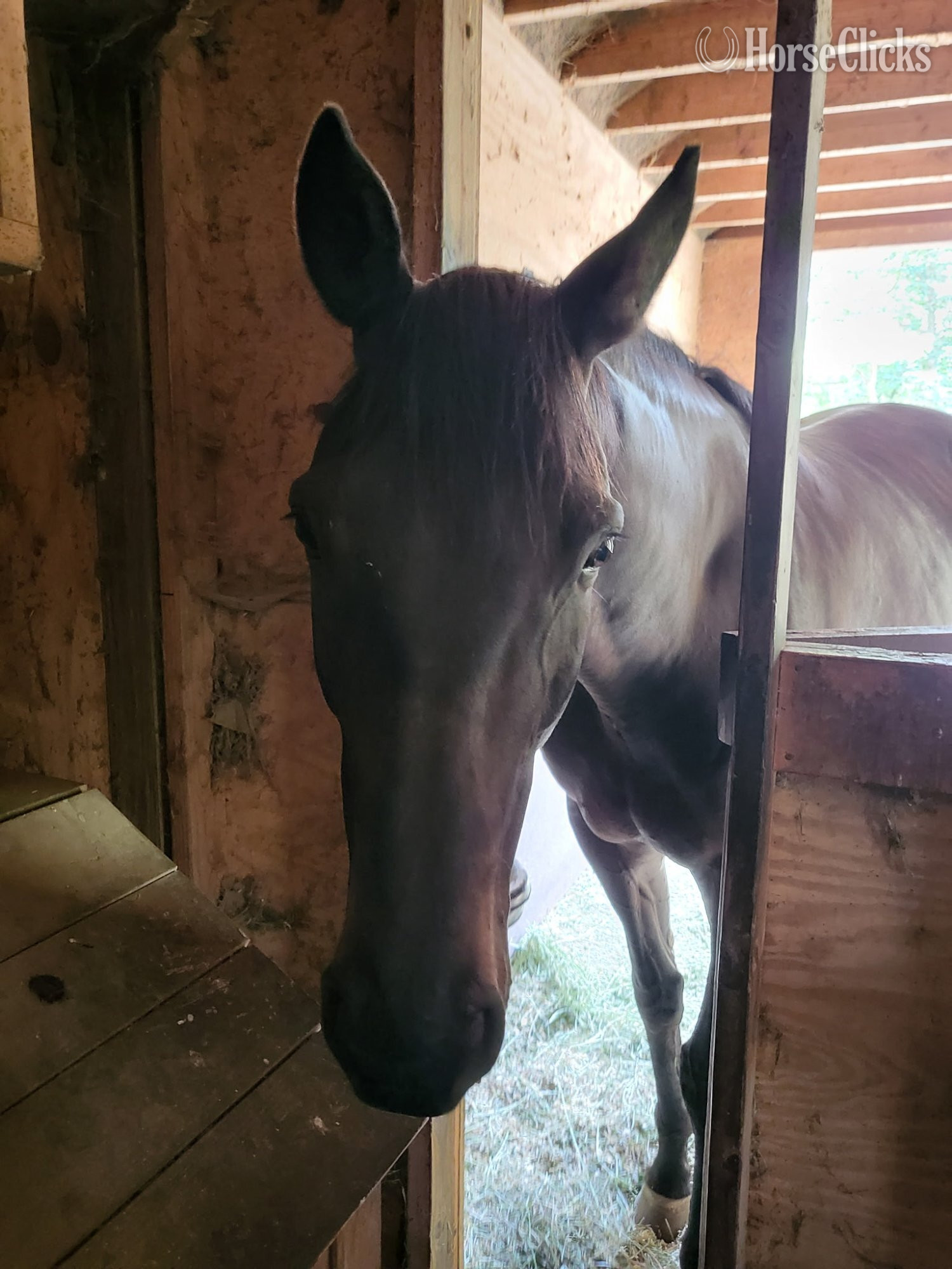 "Sir Daniel " Black Gelding Thoroughbred - Thoroughbred in New York