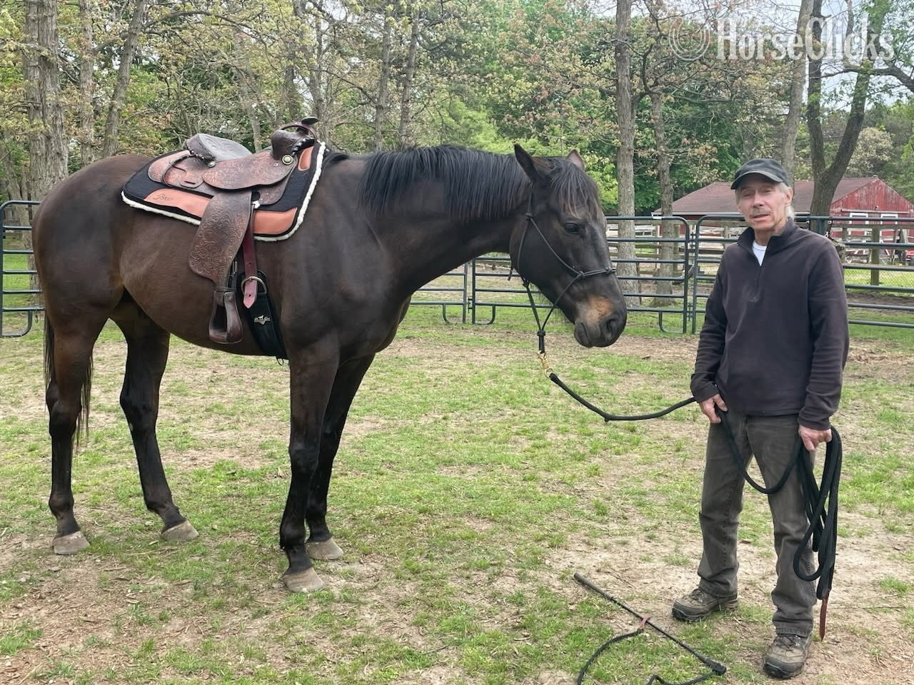 "Sir Daniel " Black Gelding Thoroughbred - Thoroughbred