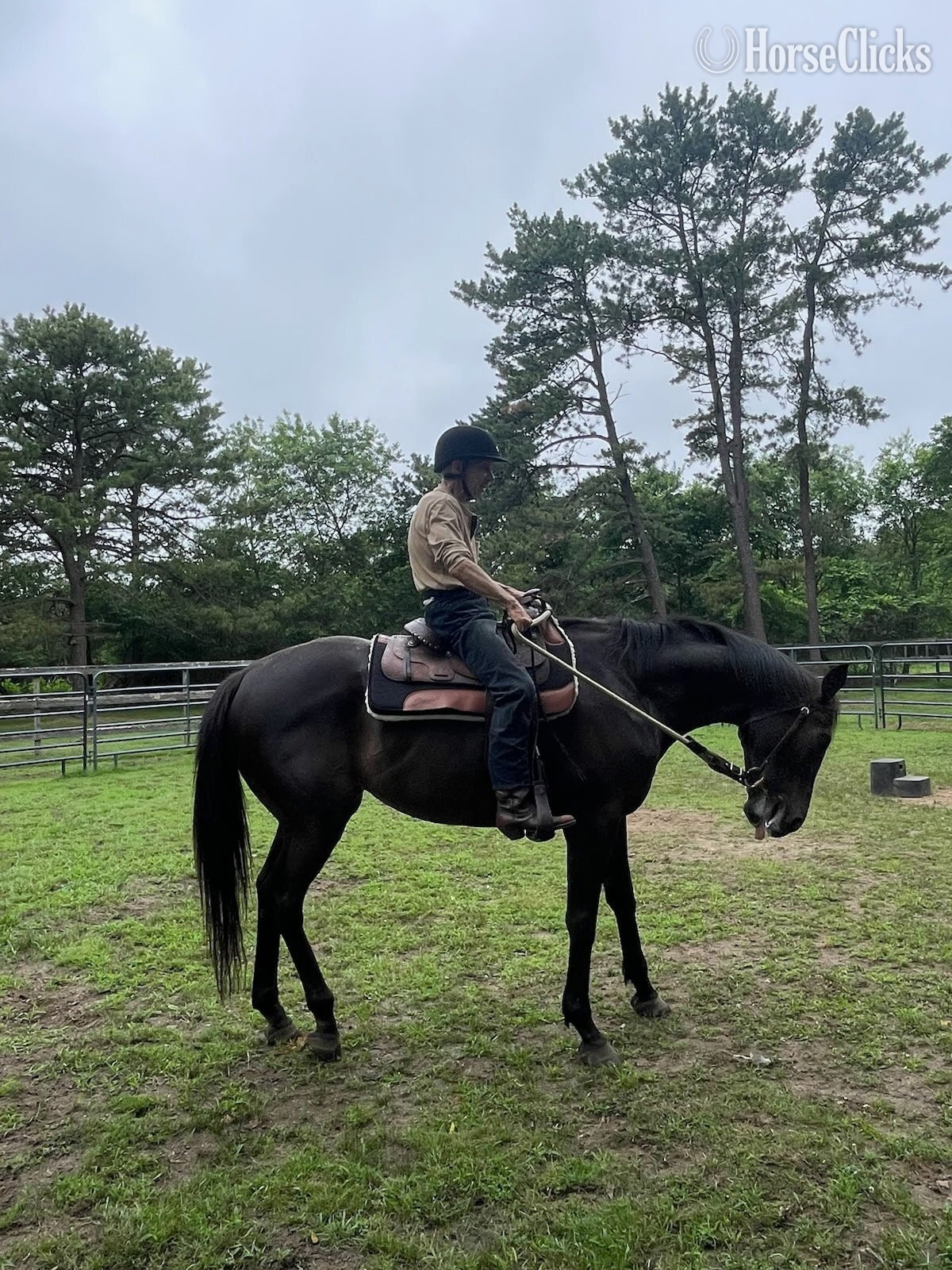 "Sir Daniel " Black Gelding Thoroughbred New York