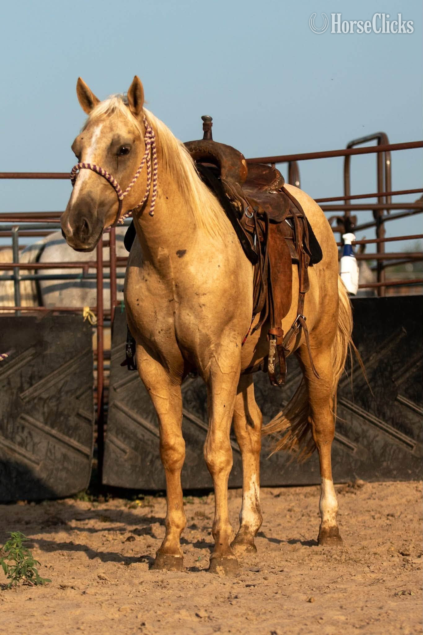 "Dakota" Palomino Gelding Quarter Horse
