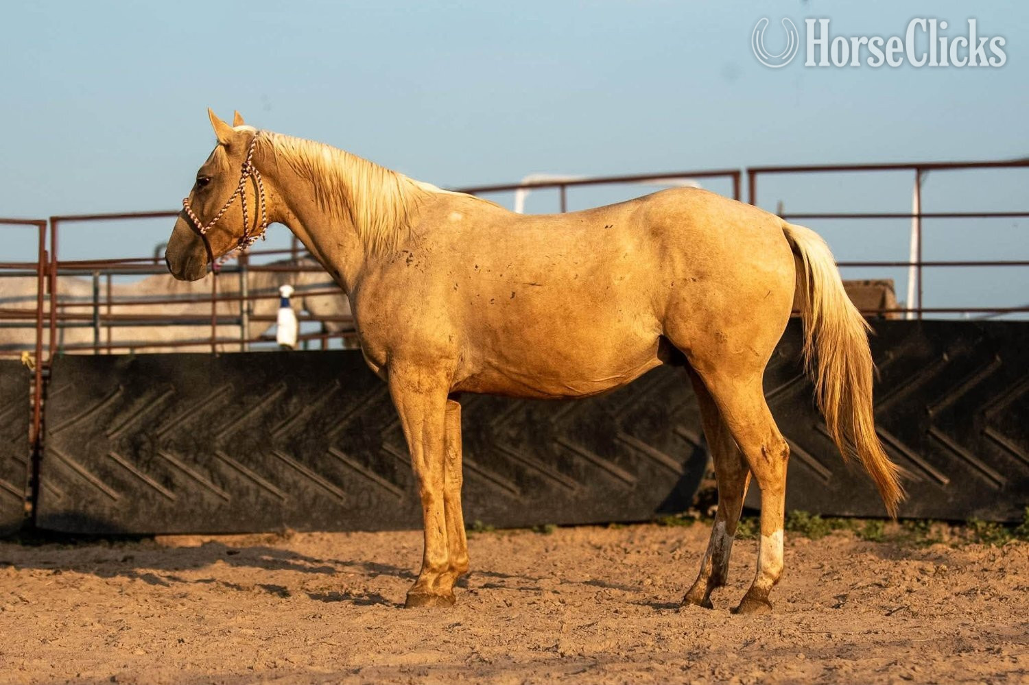"Dakota" Palomino Gelding Quarter Horse in Texas