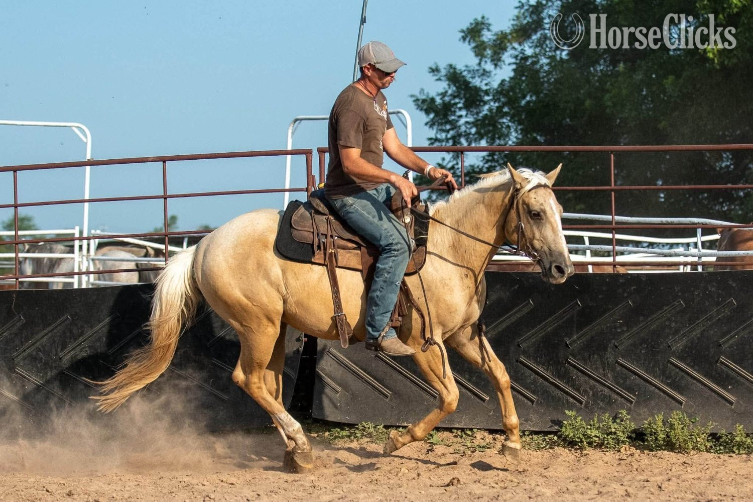 Texas "Dakota" Palomino Gelding Quarter Horse