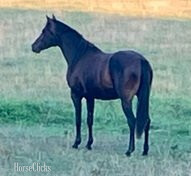 "Jamila" Bay Filly Arabian