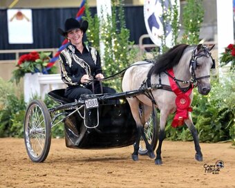 "Dreamer" Buckskin Mare American Miniature