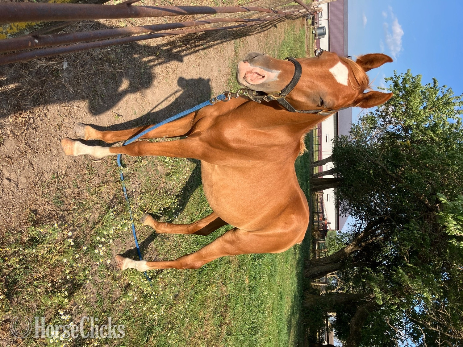 "PVA Hot Desert Knight " Chestnut Colt Arabian in Iowa