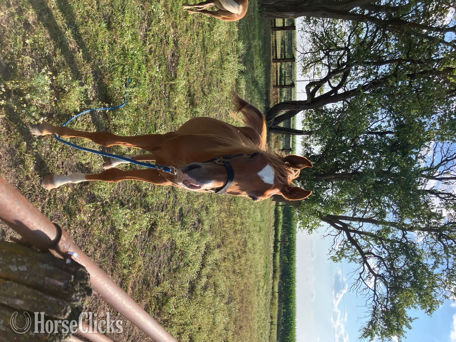 Iowa "PVA Hot Desert Knight " Chestnut Colt Arabian