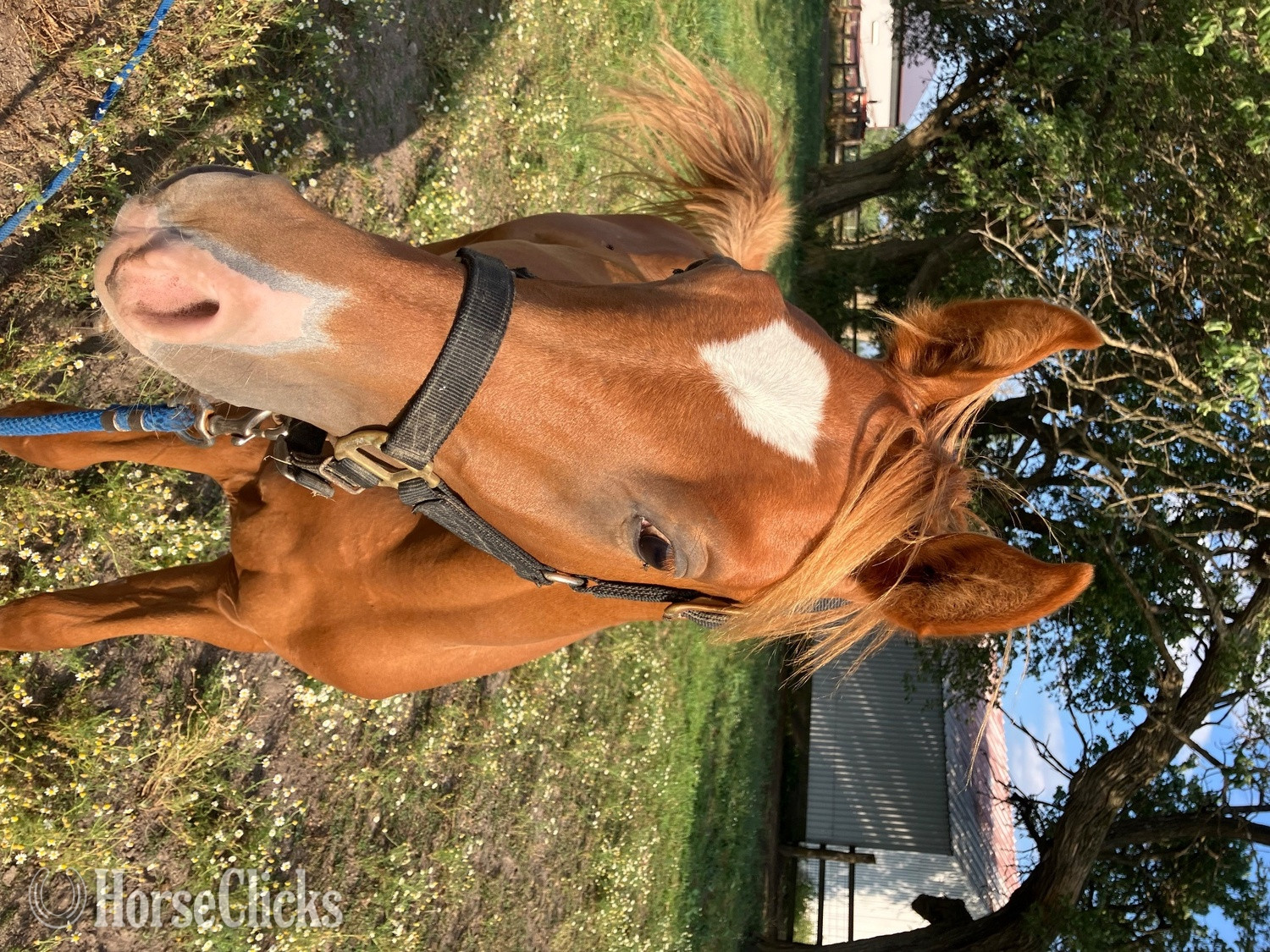 "PVA Hot Desert Knight " Chestnut Colt Arabian - Arabian