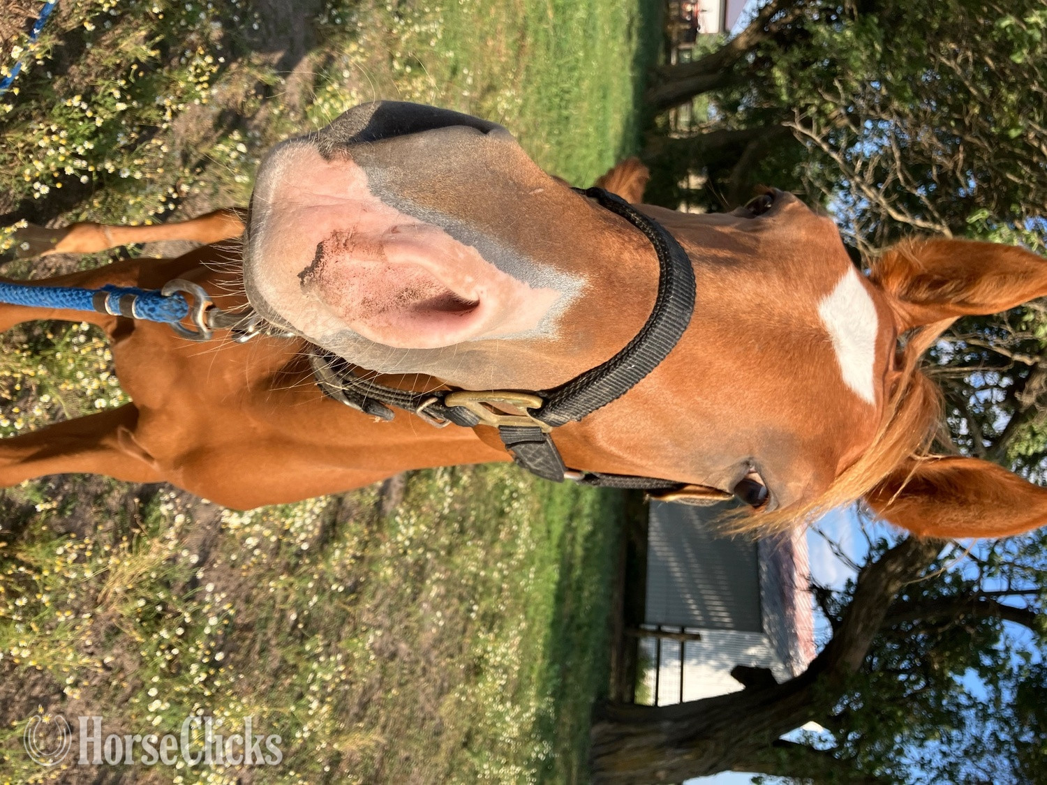 "PVA Hot Desert Knight " Chestnut Colt Arabian Iowa
