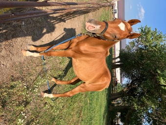 "PVA Hot Desert Knight " Chestnut Colt Arabian