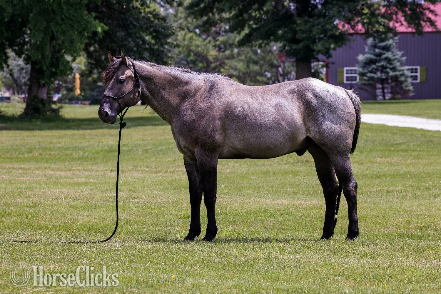 "Blue" Blue Roan Gelding Quarter Horse in Missouri