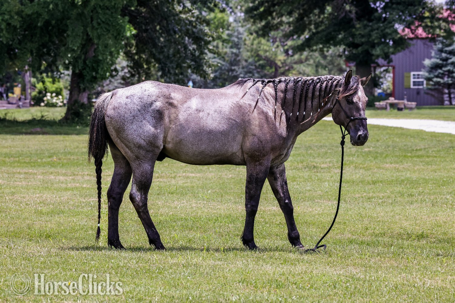 Missouri "Blue" Blue Roan Gelding Quarter Horse