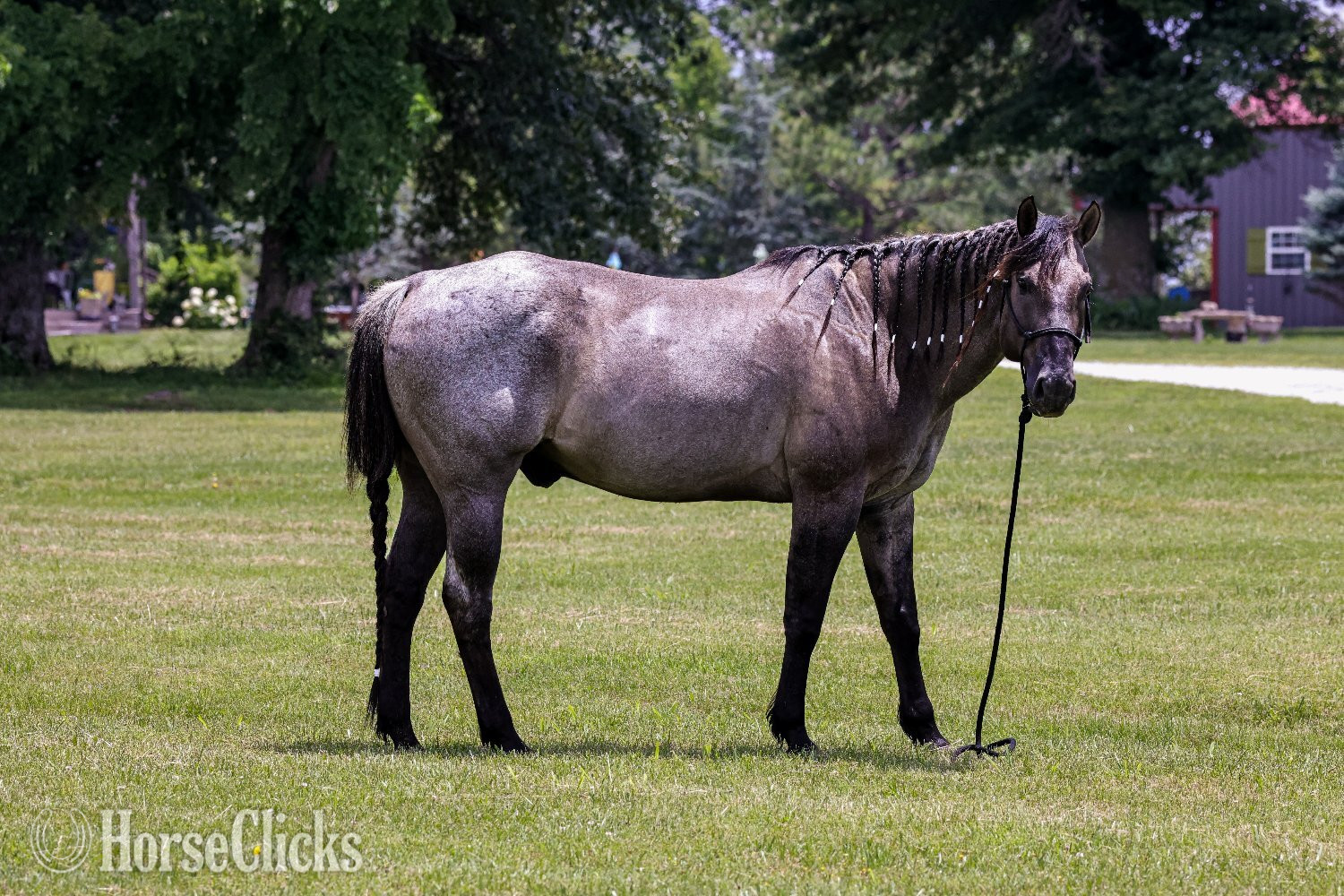 "Blue" Blue Roan Gelding Quarter Horse - Quarter Horse in Missouri