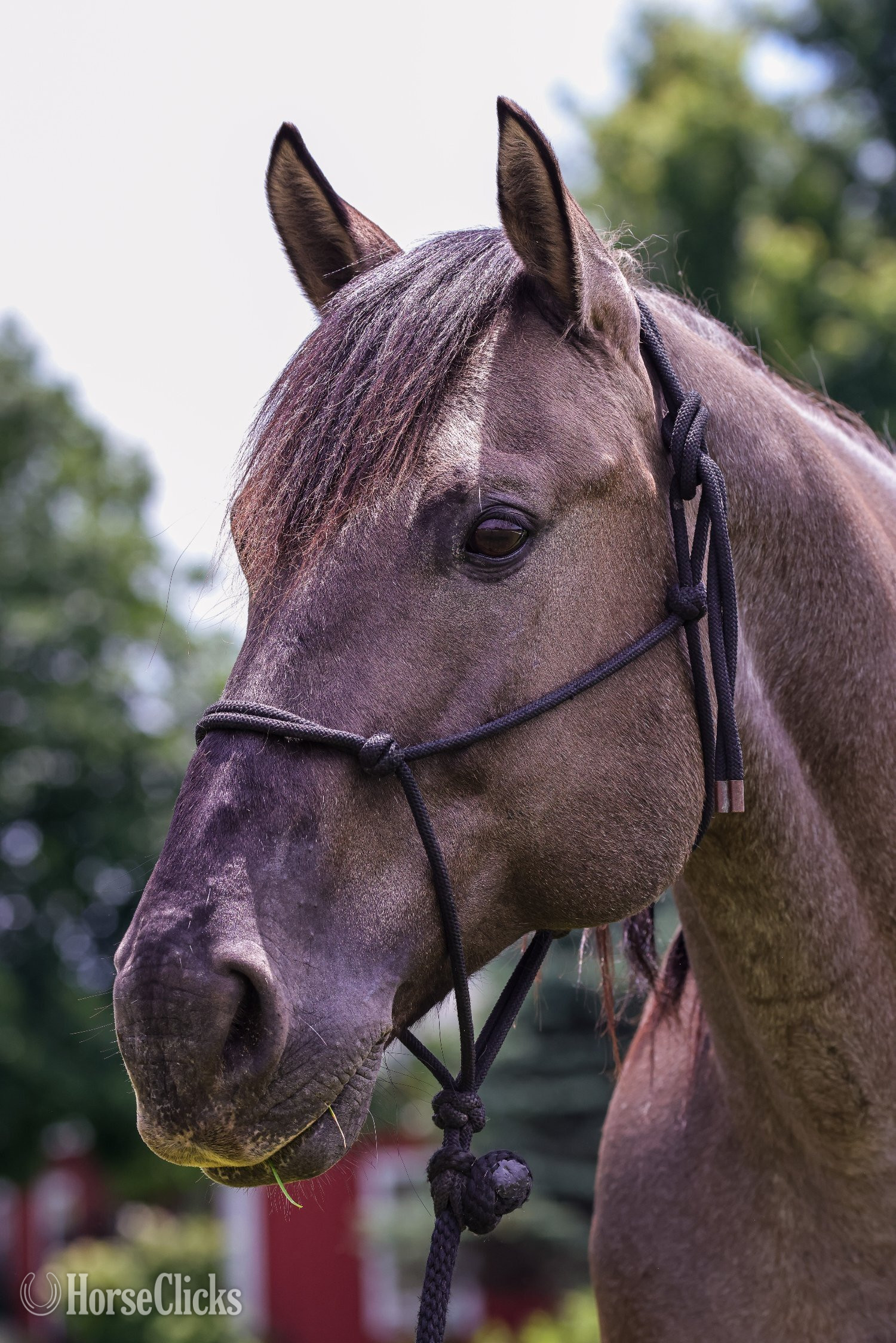 Quarter Horse - "Blue" Blue Roan Gelding Quarter Horse in Missouri