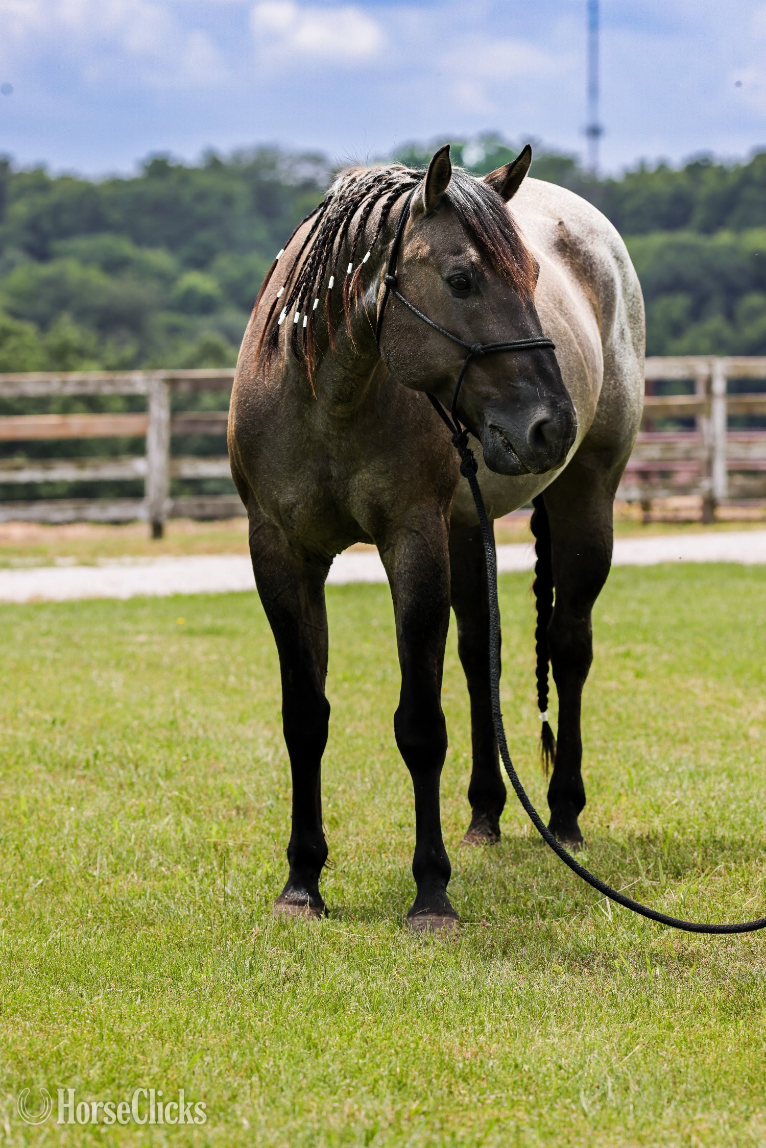 Quarter Horse - "Blue" Blue Roan Gelding Quarter Horse