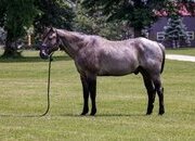"Blue" Blue Roan Gelding Quarter Horse