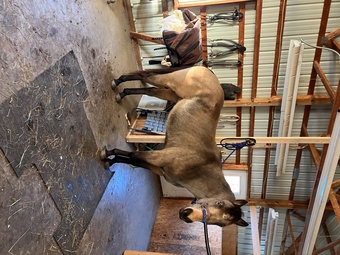 "Tucker " Brown Gelding