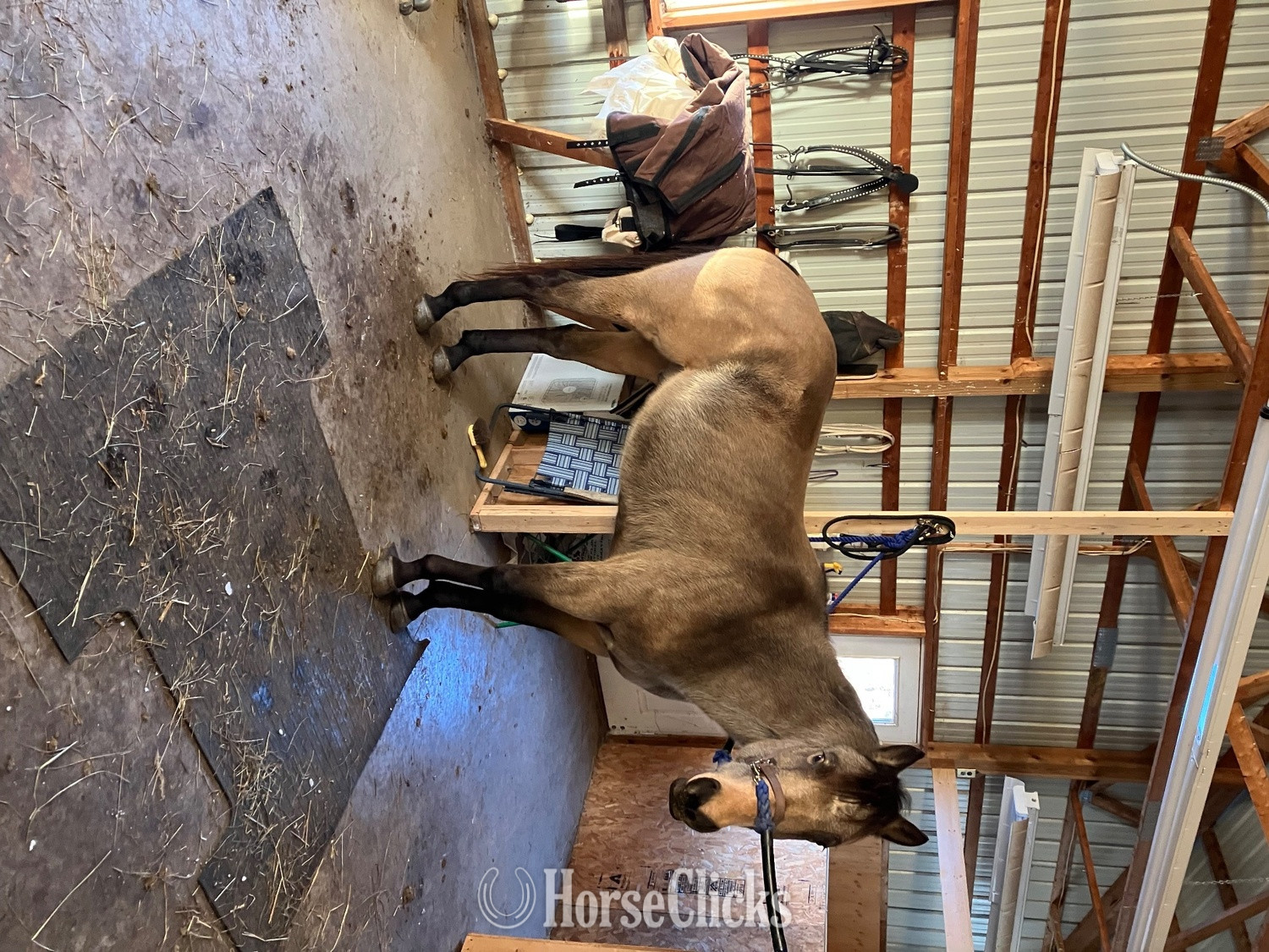 "Tucker " Brown Gelding in New York