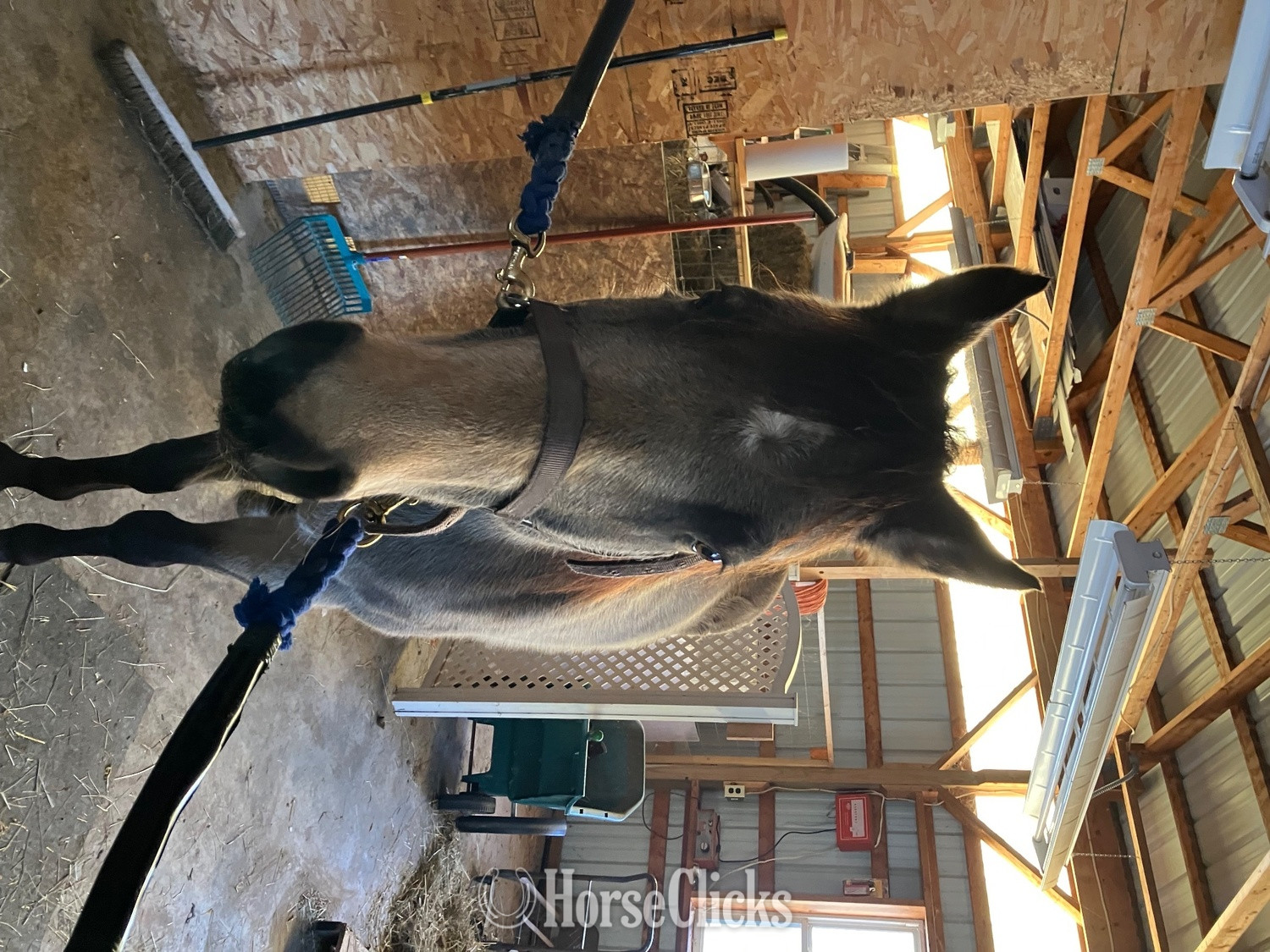 "Tucker " Brown Gelding