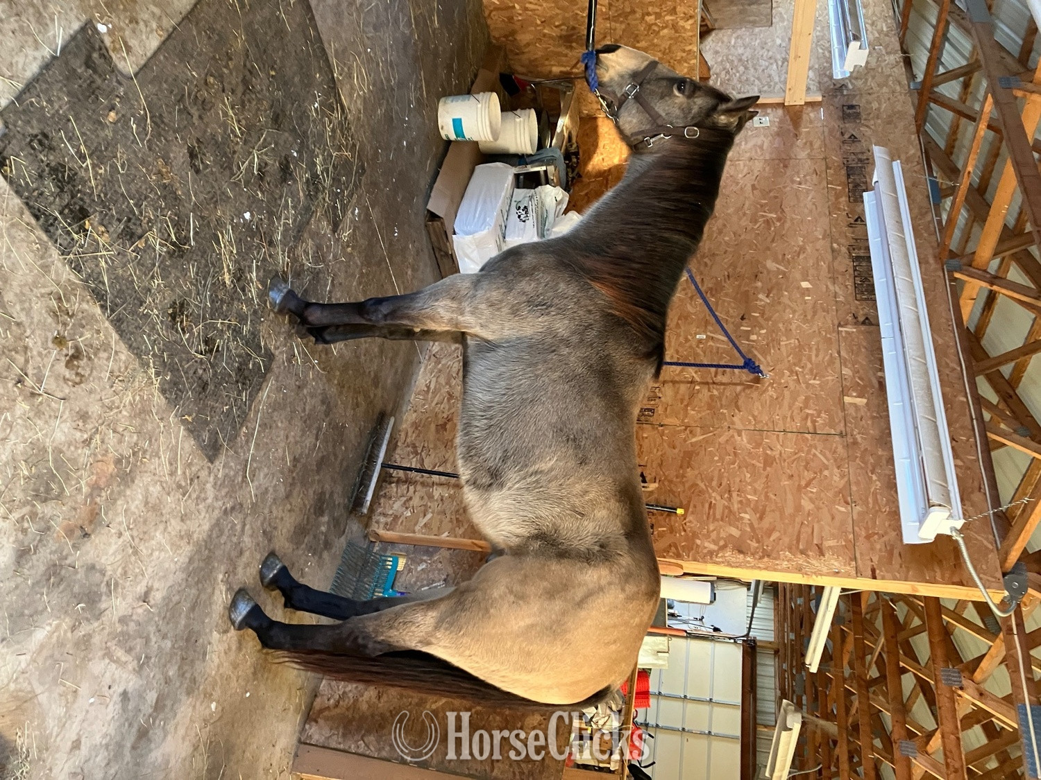 New York "Tucker " Brown Gelding