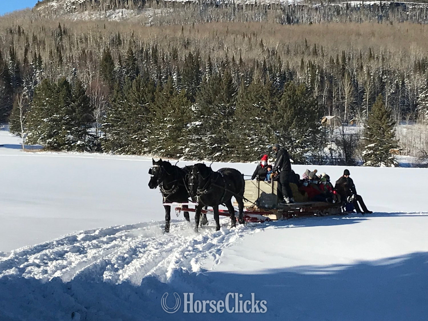 "Ike" Black Gelding Percheron in Manitoba