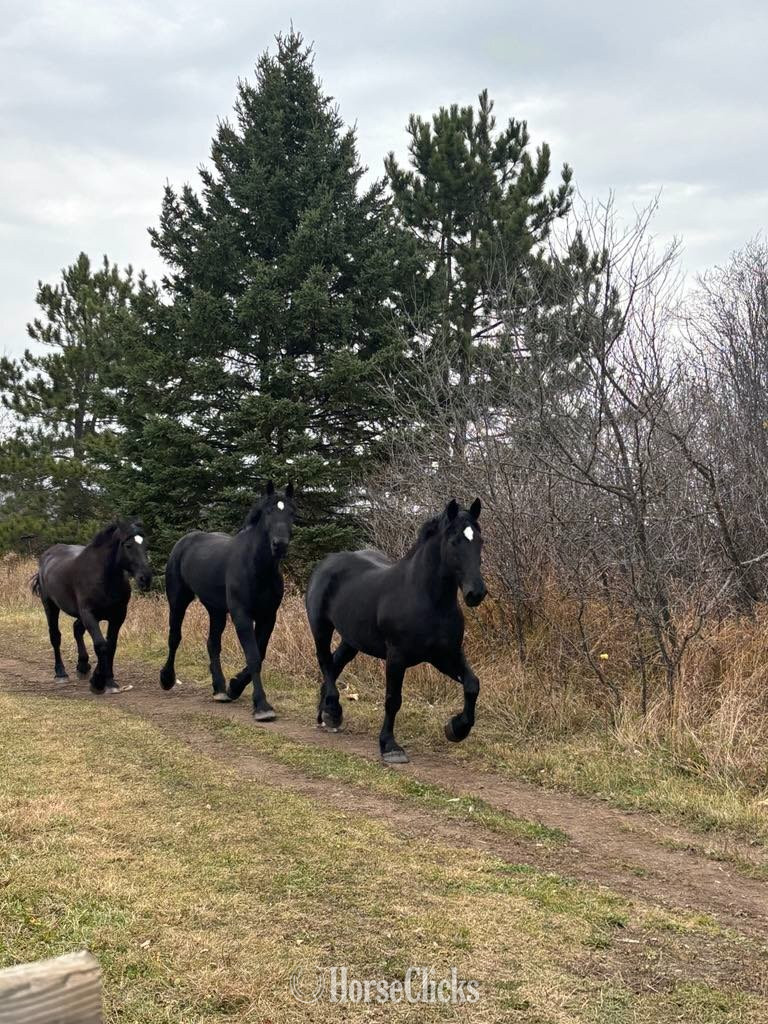 "Ike" Black Gelding Percheron