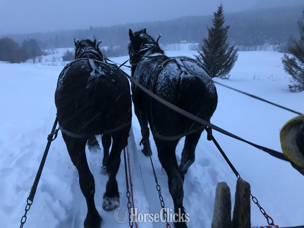 Manitoba "Ike" Black Gelding Percheron