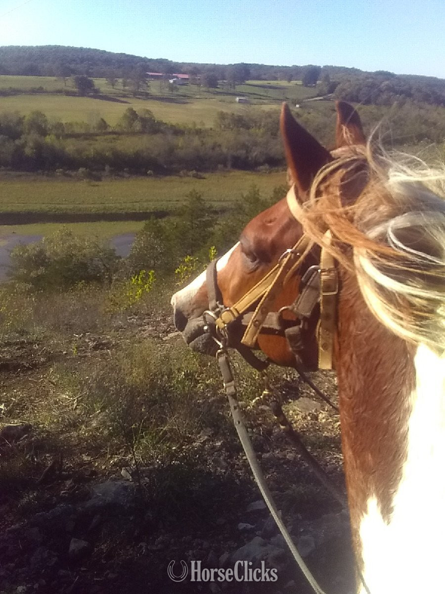 "Rusty" Sorrel Stallion Missouri Fox Trotter in Arkansas