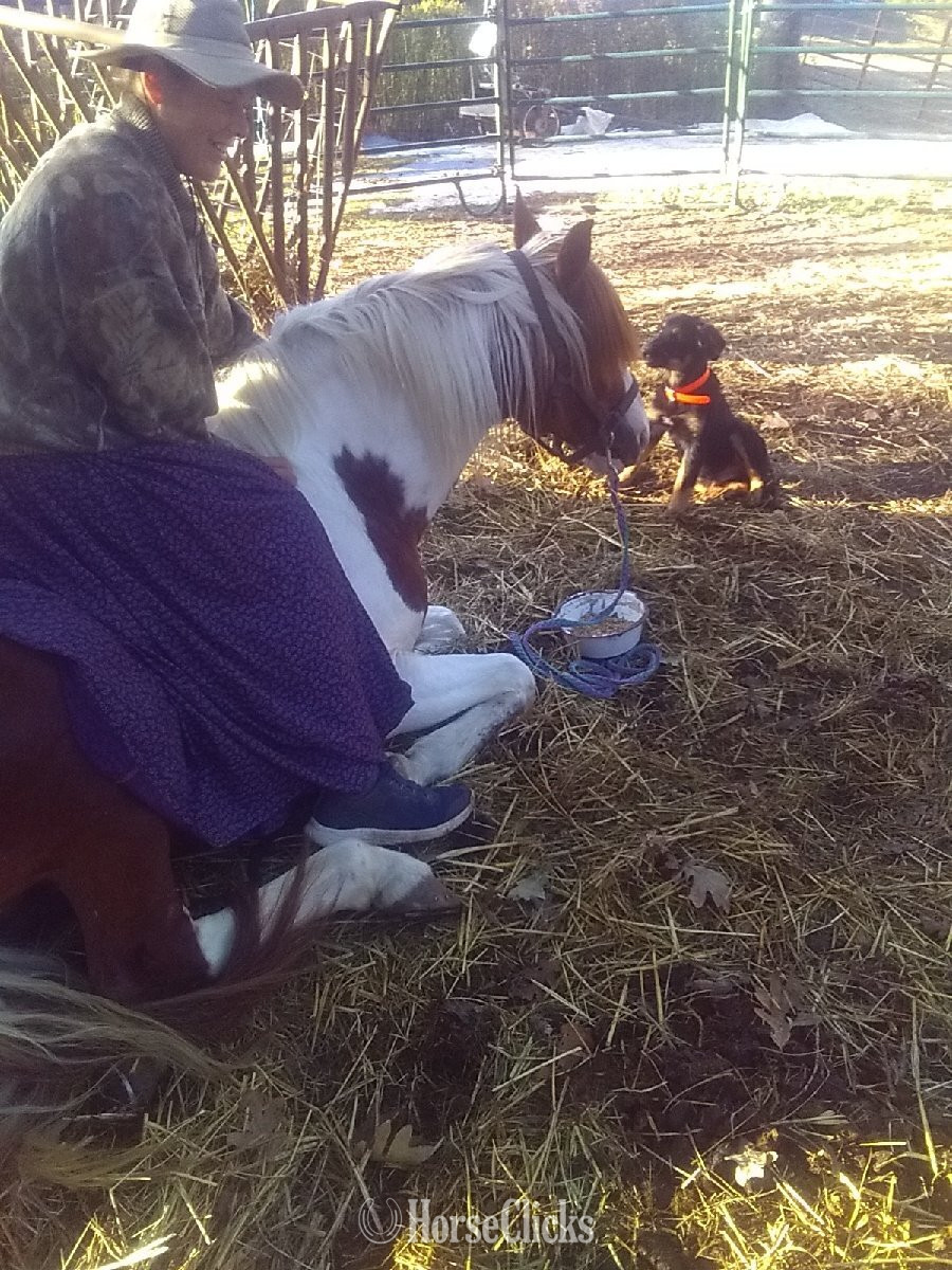 "Rusty" Sorrel Stallion Missouri Fox Trotter