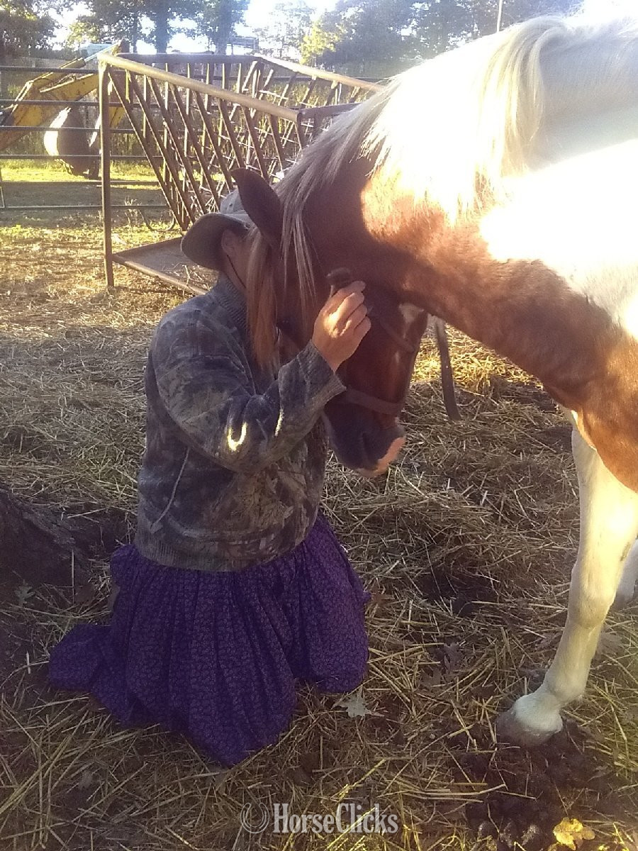 Arkansas "Rusty" Sorrel Stallion Missouri Fox Trotter