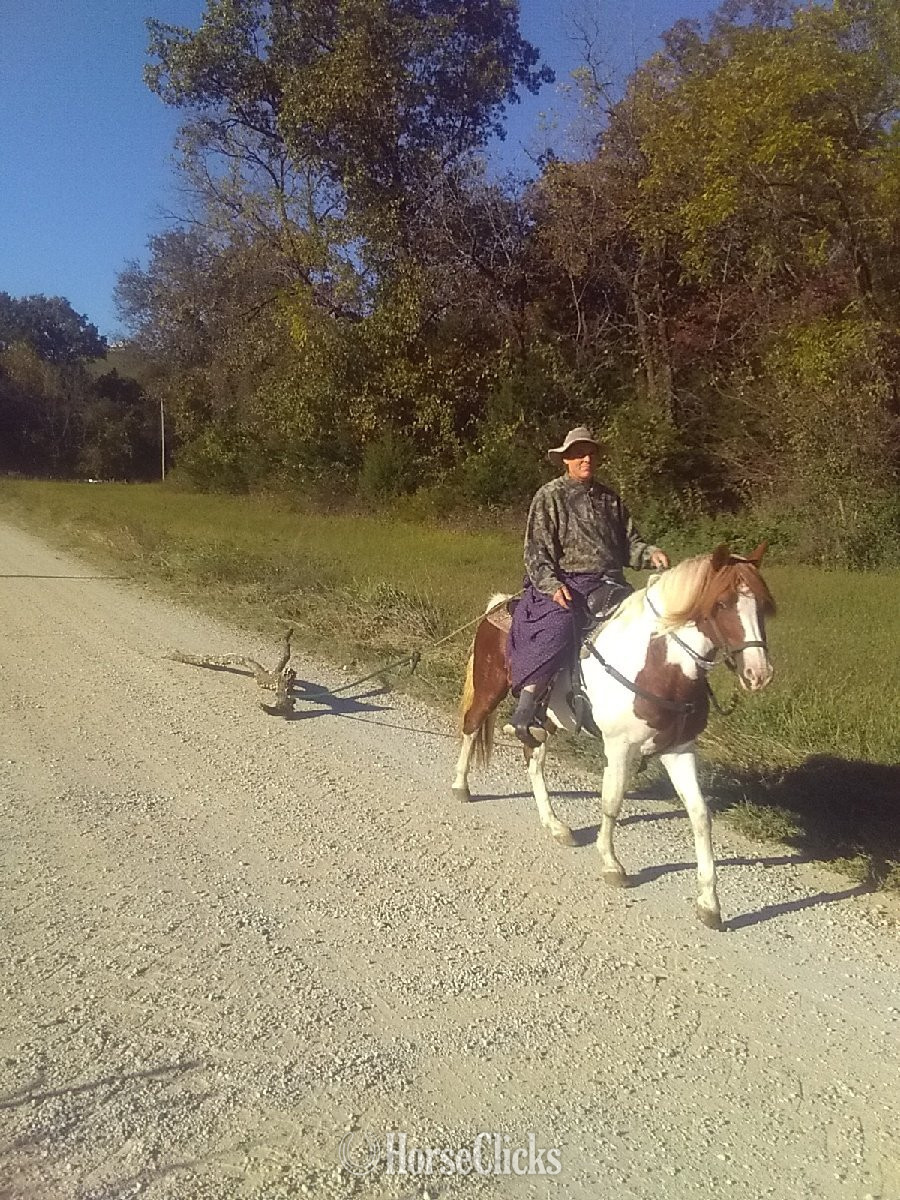 "Rusty" Sorrel Stallion Missouri Fox Trotter - Missouri Fox Trotter in Arkansas