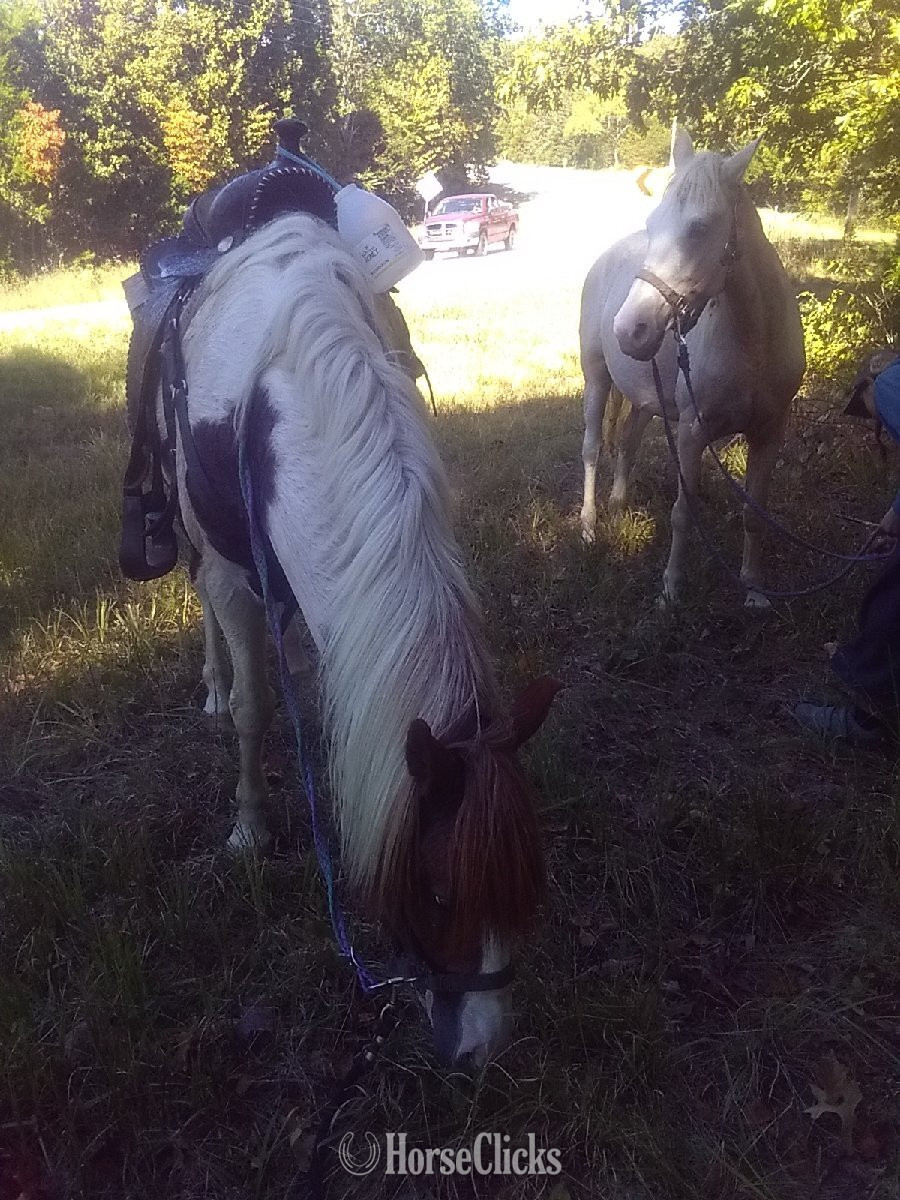 "Rusty" Sorrel Stallion Missouri Fox Trotter - Missouri Fox Trotter