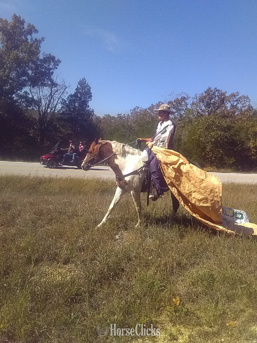 Missouri Fox Trotter - "Rusty" Sorrel Stallion Missouri Fox Trotter in Arkansas