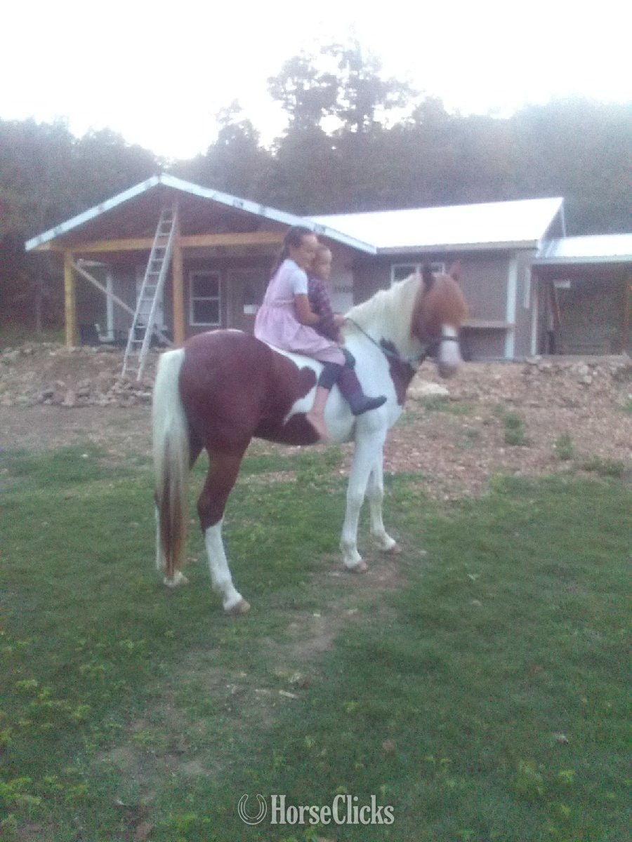 Missouri Fox Trotter - "Rusty" Sorrel Stallion Missouri Fox Trotter