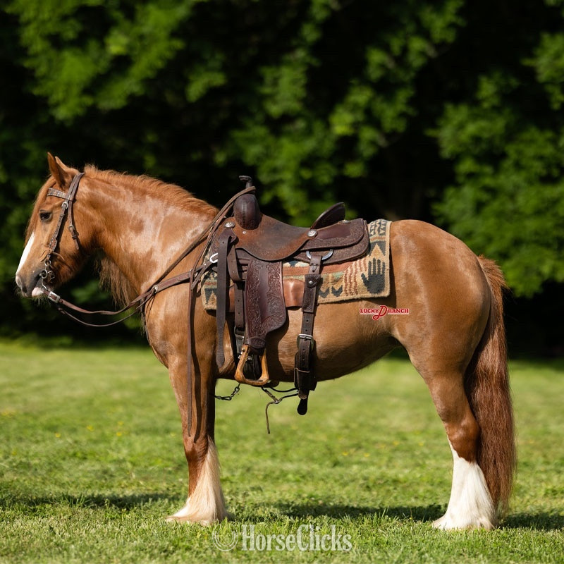 "Cross Creek Peaches" Chestnut Mare Gypsy Vanner in Missouri