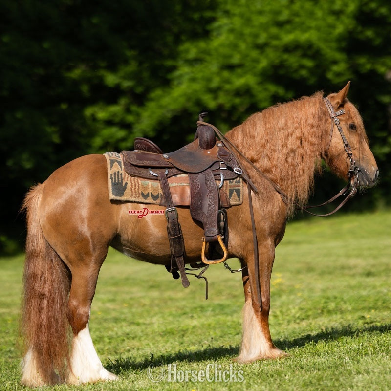 "Cross Creek Peaches" Chestnut Mare Gypsy Vanner