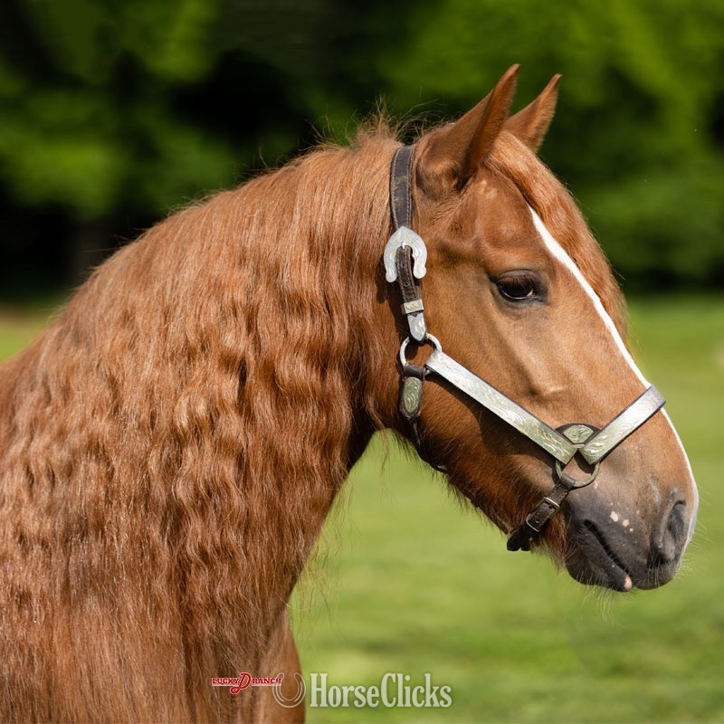 Missouri "Cross Creek Peaches" Chestnut Mare Gypsy Vanner