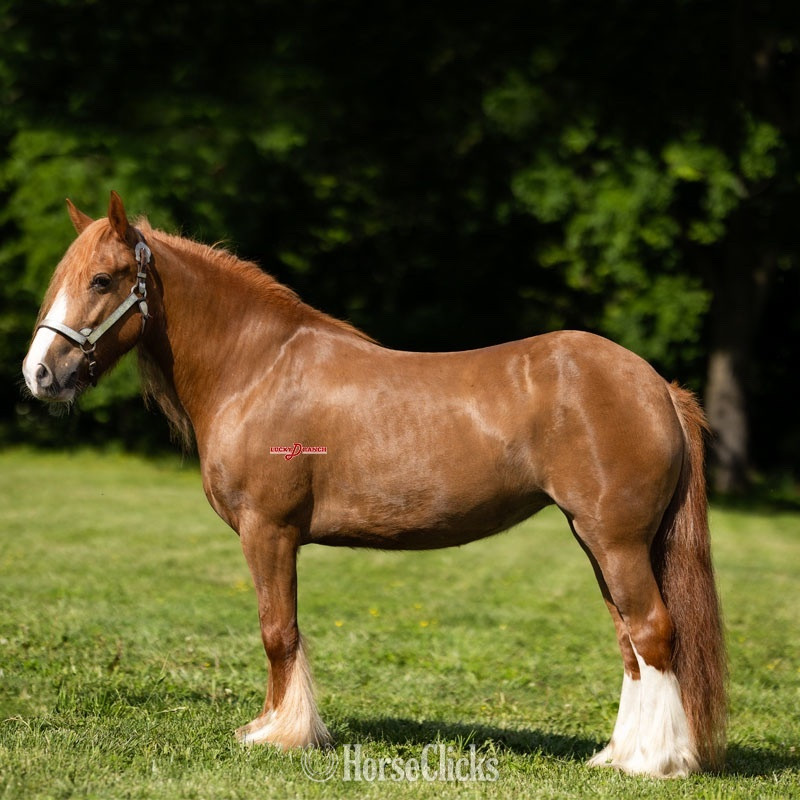 "Cross Creek Peaches" Chestnut Mare Gypsy Vanner - Gypsy Vanner