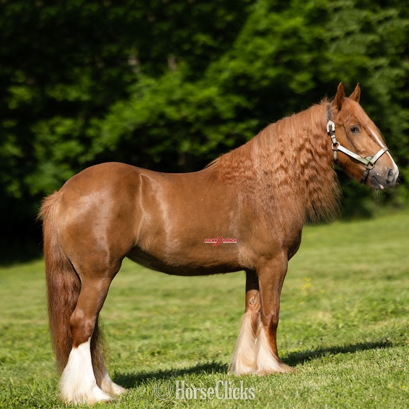 "Cross Creek Peaches" Chestnut Mare Gypsy Vanner Missouri